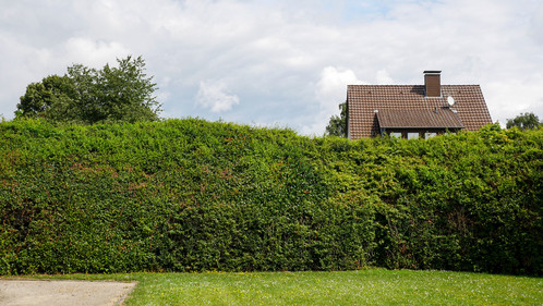Grüne Barriere statt Mauer: In dieser Hecke verbergen sich Zaun und Stacheldraht. Das Haus im Hintergrund ist nicht mehr Teil der Klinik. GeNi, Maßregelvollzug, Moringen, Niedersachsen